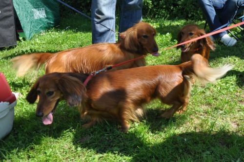 Dwunasta wsp�lna wystawa NA’ILI, NABILI i NURI Kollapsar